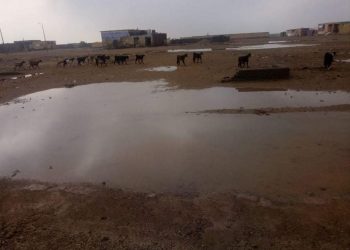 صور.. هطول أمطار غزيرة على مدينة الشلاتين وسط فرحة الأهالى 9