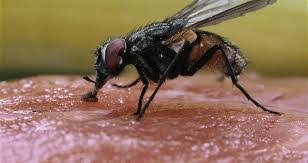 الصحة تعلن خطتها لترصد الحشرات ومكافحة نواقل الأمراض 1