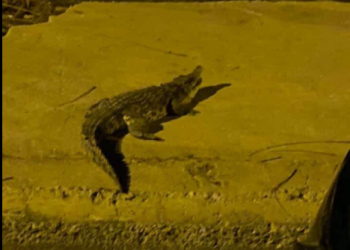 حالة رعب بعد ظهور تمساح طوله متر ونصف في شوارع أكتوبر (فيديو وصور) 10