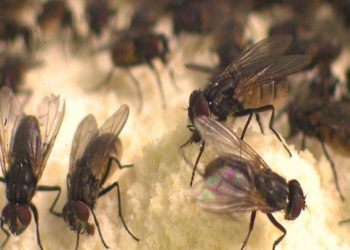 هل الذباب ينقل فيروس كورونا معهد بحوث الحشرات الطبية يجاوب 1