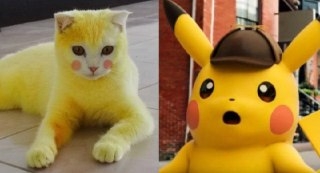 هل تريد أن ترى بوكيمون الحقيقي؟ هذه القطه الصفراء أقرب شئ لها 2