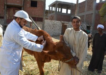 الزراعة: إطلاق 110 قافلة بيطرية لعلاج 85 ألف رأس ماشية خلال 5 أشهر  3