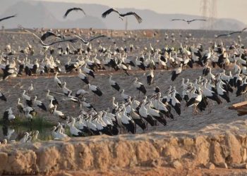 وزيرة البيئة : رصد أولى أسراب الطيور المهاجرة بمحميات جنوب سيناء 5