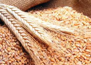 القصير يوجه برفع درجة الاستعداد لموسم القمح والتوعية المكثفة للمزارعين