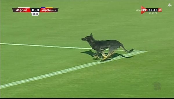 كلب يقتحم ملعب مباراة سموحة والإسماعيلي في الدوري العام 1