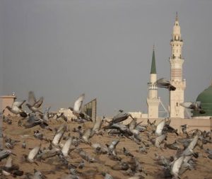 المسجد النبوي وقباء والبقيع.. حكم زيارة المزارات الدينية التاريخية بالمدينة المنورة 2